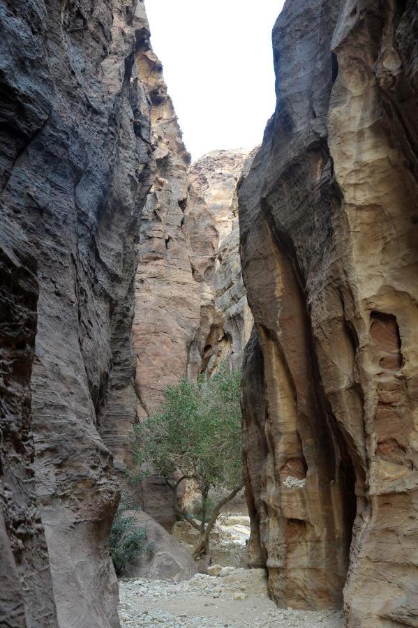 The Rock Camp Petra Hotel Wadi Musa Ngoại thất bức ảnh